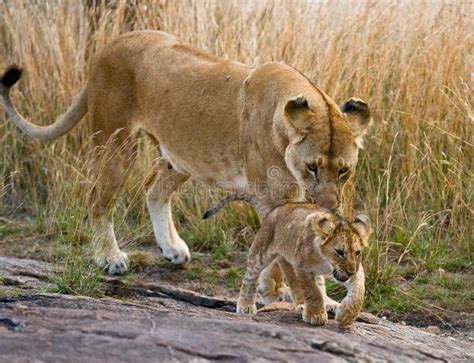 leonessa con collare GPS nella savana