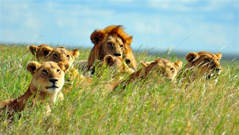 gruppo di leonesse nel branco in Tanzania
