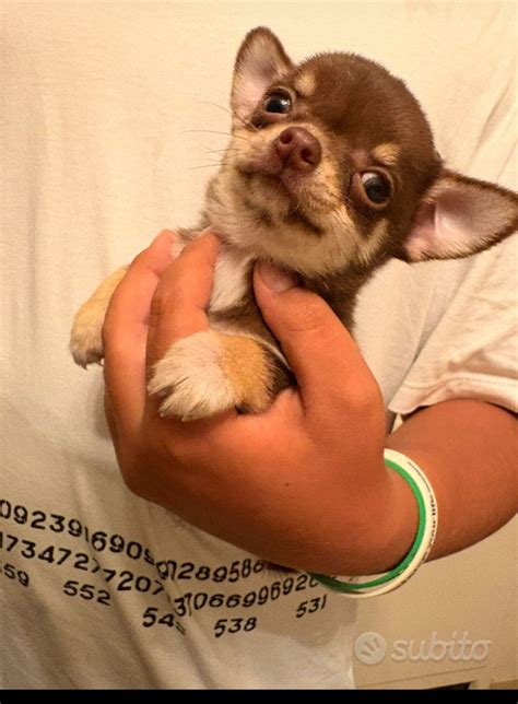 cucciolo di chihuahua che esplora la sua nuova casa