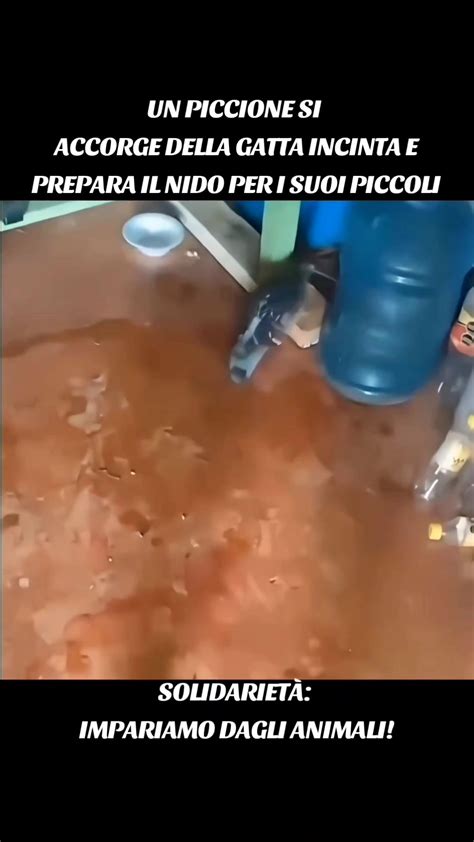 gatta che prepara il nido in un luogo riparato
