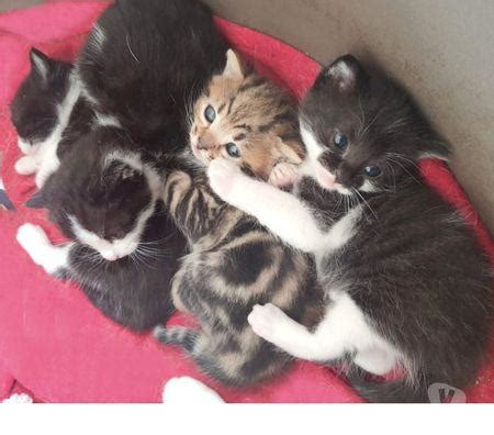 cuccioli di gatto che cercano la madre per allattare