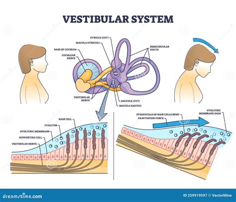 schema del sistema vestibolare e dell'interazione madre-bambino