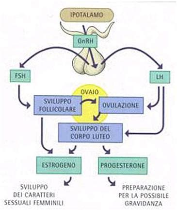 Diagramma dell'asse ipotalamo-ipofisi-ovaio e interazione ormonale
