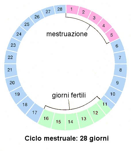 Schema che illustra il ciclo mestruale e i periodi fertili