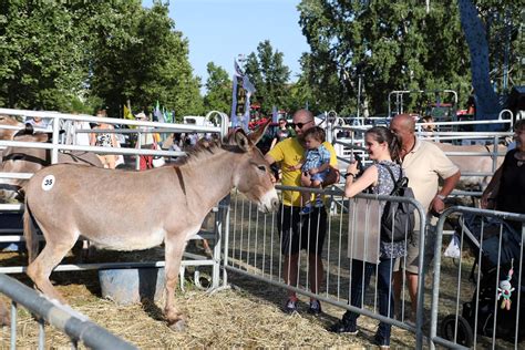 Rappresentazione artistica di una fiera campestre con asini