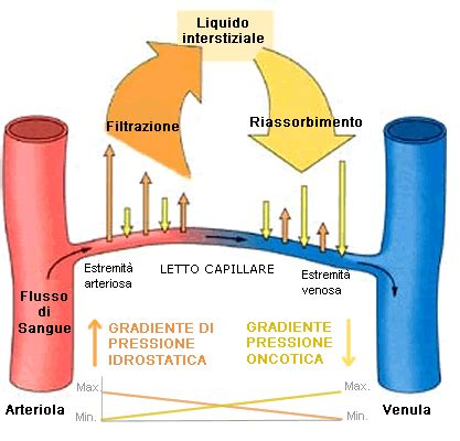 schema dei flussi di produzione e riassorbimento del liquido amniotico