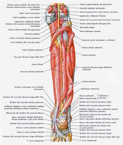 schema del funzionamento della stimolazione del nervo tibiale posteriore