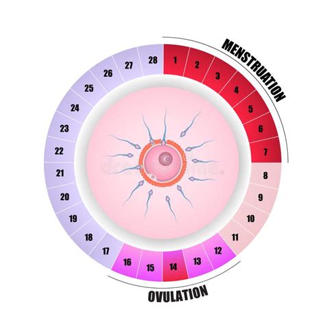 illustrazione ciclo mestruale e ovulazione