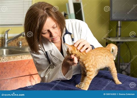 veterinario che esamina un gattino