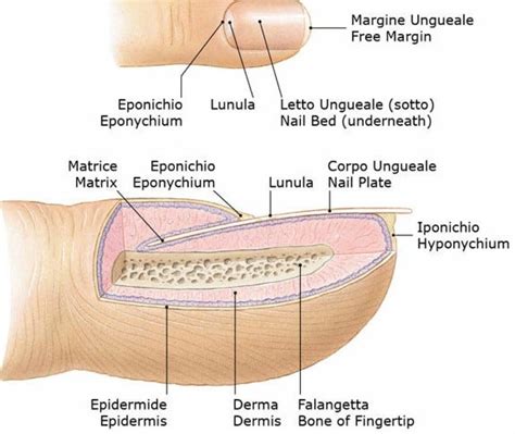 diagramma che illustra la crescita della lamina ungueale dalla matrice