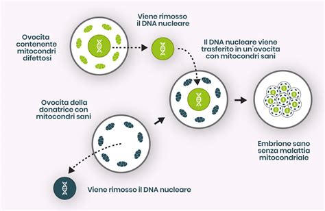 Schema della sostituzione mitocondriale