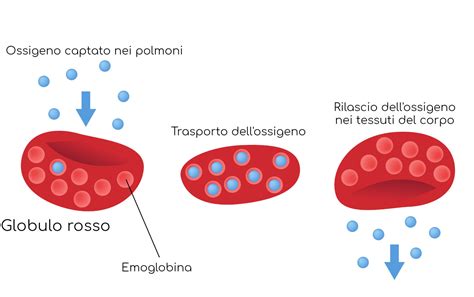 rappresentazione schematica dei globuli rossi che trasportano ossigeno nei tessuti