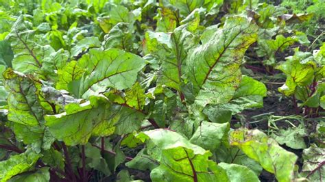 Radice di barbabietola rossa con foglie verdi