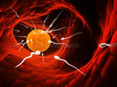 Spermatozoi in movimento verso l'ovulo