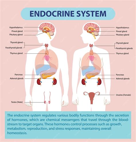 Diagramma del funzionamento del Clomid sul sistema endocrino femminile