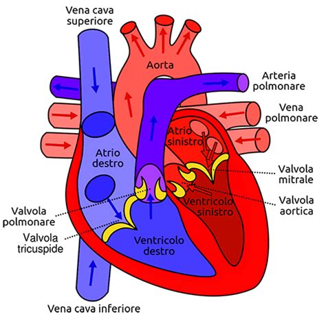 rappresentazione anatomica del cuore umano e delle valvole cardiache