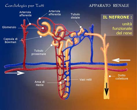 rappresentazione del nefrone e del processo di filtrazione glomerulare