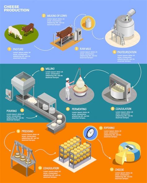 infografica che mostra le fasi di produzione del latte: dal colostro al latte maturo