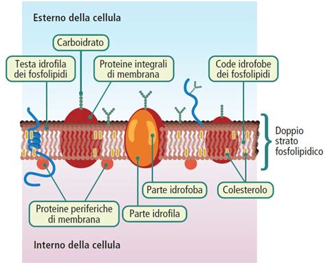 illustrazione schematica del passaggio dell'alcol attraverso la placenta