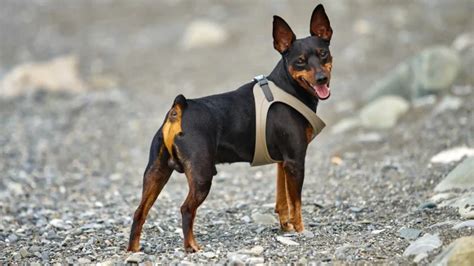 Pinscher Nano in dolce attesa