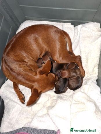 Cuccioli appena nati di Pinscher Nano