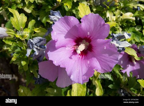 Mugunghwa, il fiore nazionale della Corea del Sud