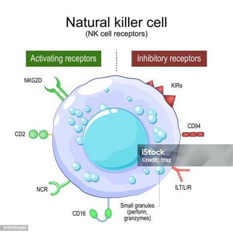 rappresentazione schematiche cellule natural killer