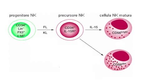 interazione cellule NK e embrione