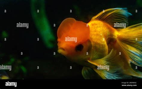 pesce oranda in primo piano nell'acquario