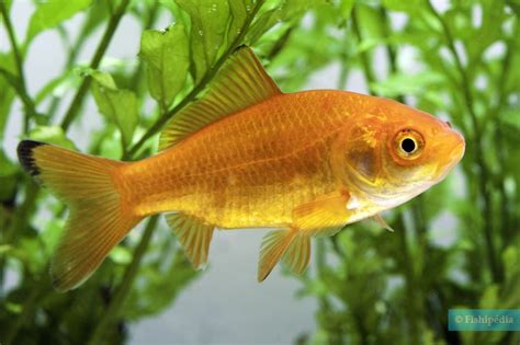 schema grafico dei segni distintivi maschio femmina carassius auratus
