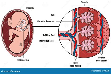 Diagramma della placenta con enfasi sui vasi sanguigni