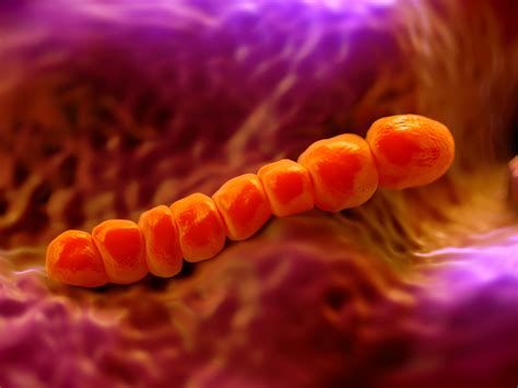 rappresentazione microscopica dello Streptococco di gruppo B