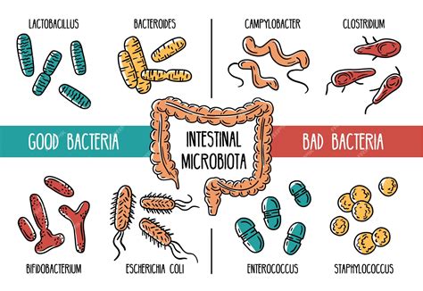 rappresentazione stilizzata del microbiota intestinale