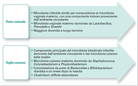 differenze nel microbiota intestinale tra neonati allattati al seno e con formula