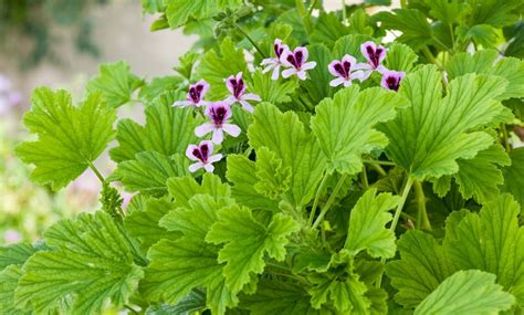 Piante antizanzare come citronella e geranio
