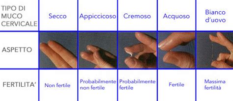 Immagini comparative del muco cervicale nelle diverse fasi