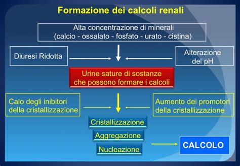 Formazione e posizione dei calcoli renali nell'apparato urinario