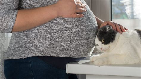 Gatto che osserva una donna incinta