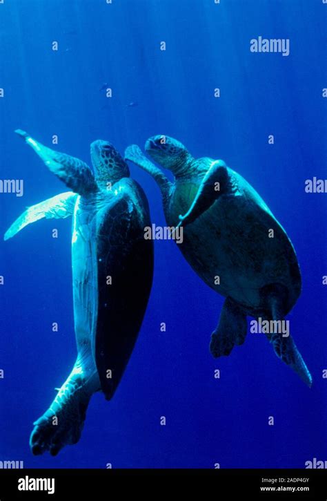 Coppia di tartarughe marine in fase di accoppiamento