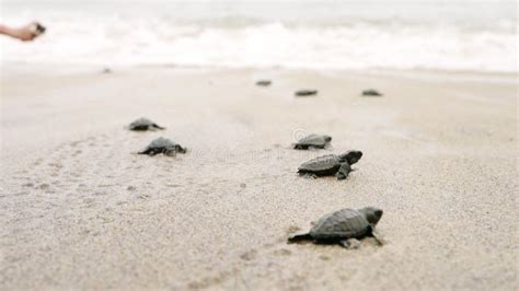 Piccole tartarughe che emergono dal nido e si dirigono verso il mare