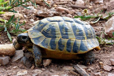 Tartaruga terrestre in un ambiente esterno con terreno scavabile