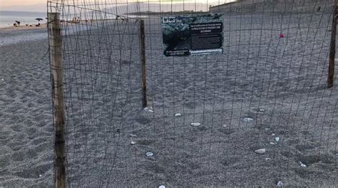 Cartello di protezione del nido di tartaruga su una spiaggia