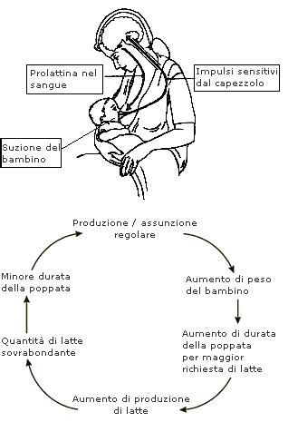 illustrazione schematica del seno materno e della produzione di latte