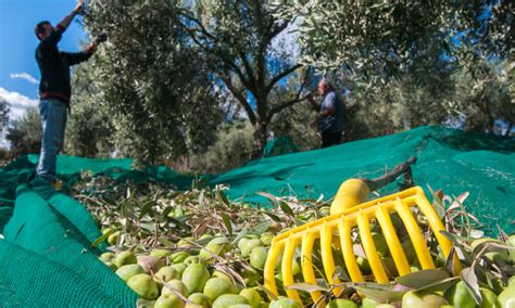 raccolta olive in un uliveto mediterraneo