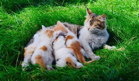 Gattini che allattano dalla mamma gatta