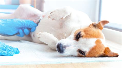 Cane in gravidanza con veterinario