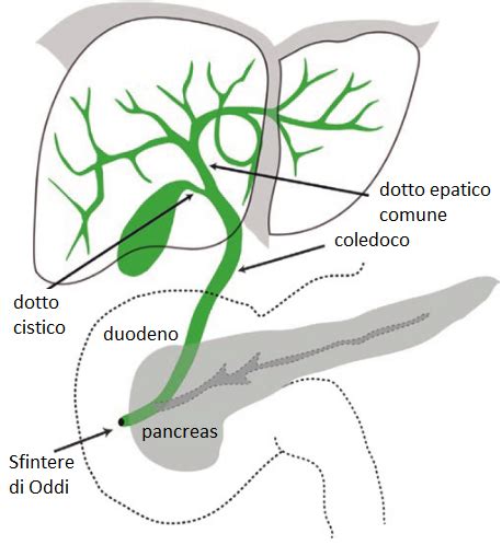 rappresentazione schematica dell'albero biliare e dello sfintere di Oddi