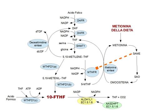 rappresentazione biochimica della struttura dell'acido folico e il suo ruolo nella divisione cellulare