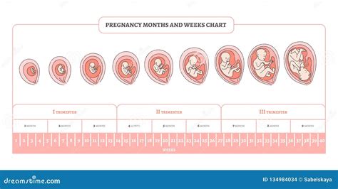 schema che mostra la crescita dell'utero e il fabbisogno nutrizionale nei diversi trimestri di gravidanza