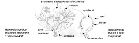 illustrazione scientifica delle ghiandole mammarie e del processo di produzione del latte